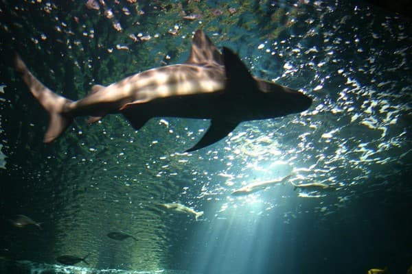 Aquarium La Rochelle